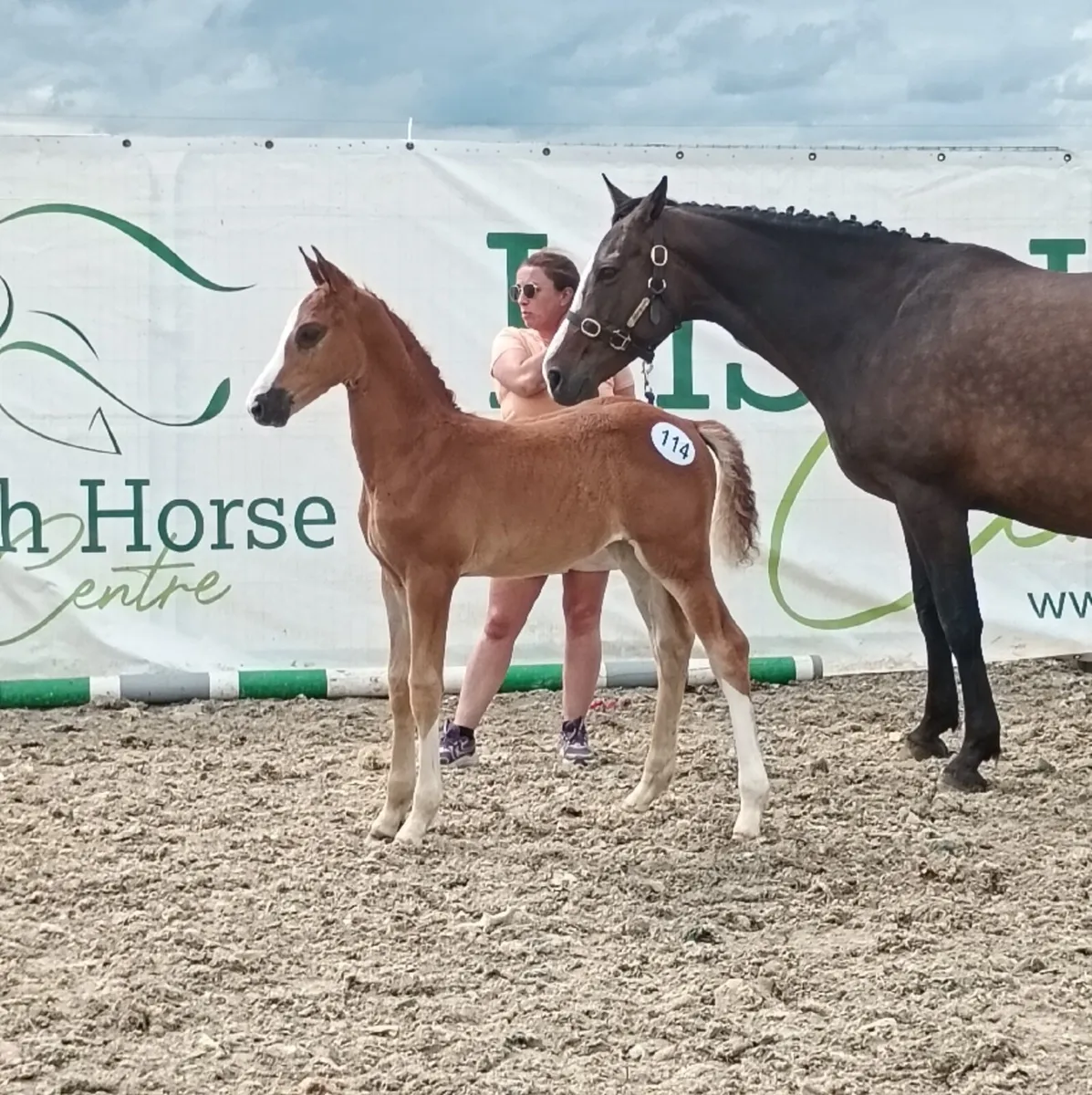 Colestus Filly Foal - Image 3