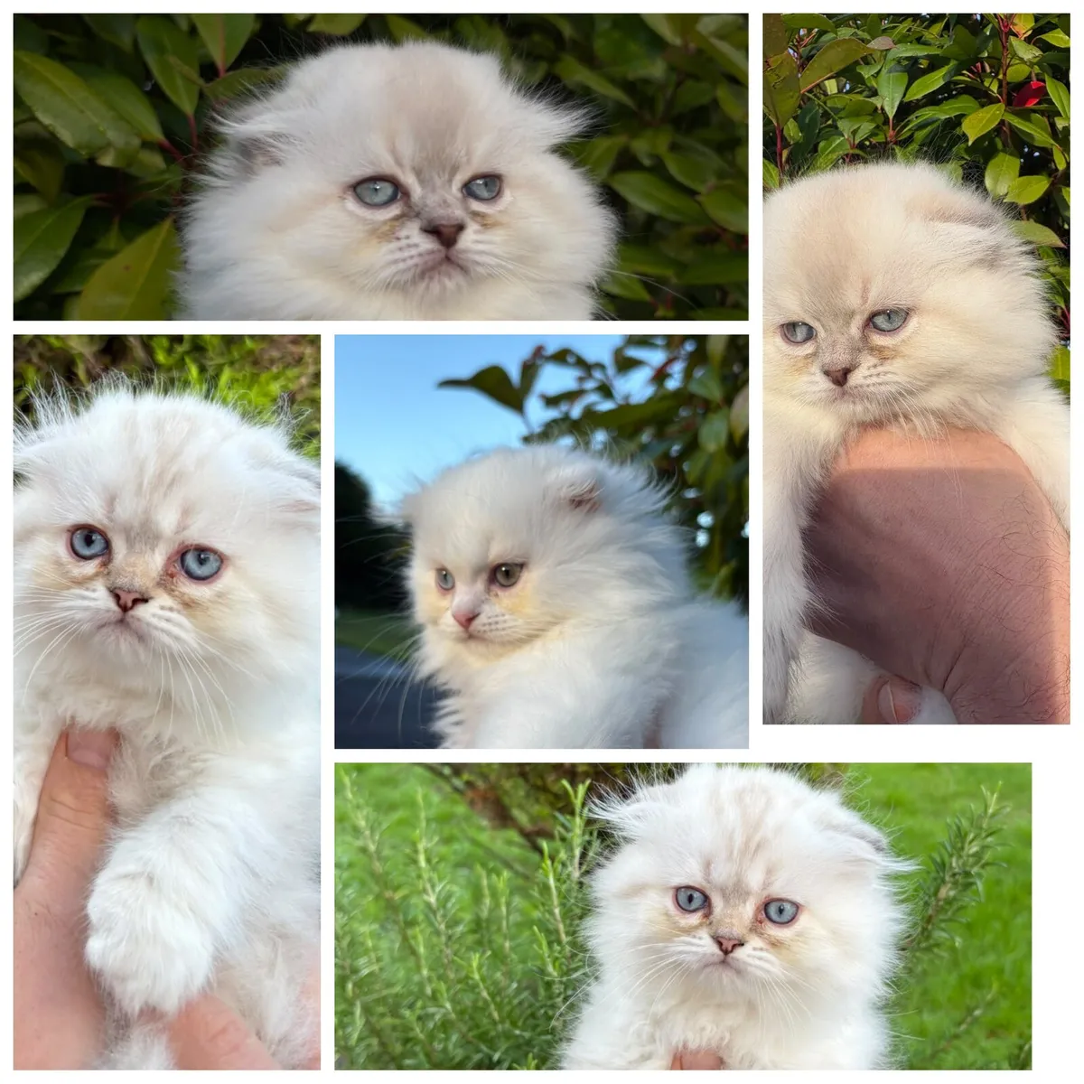 BRITISH KITTENS FOR SALE - Image 1