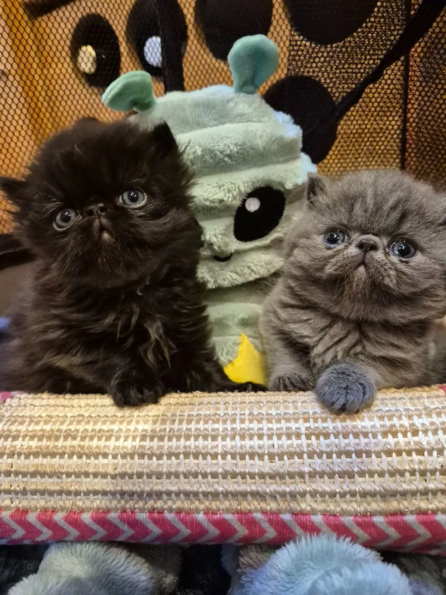 Exotic short hair/persian kittens - Image 1