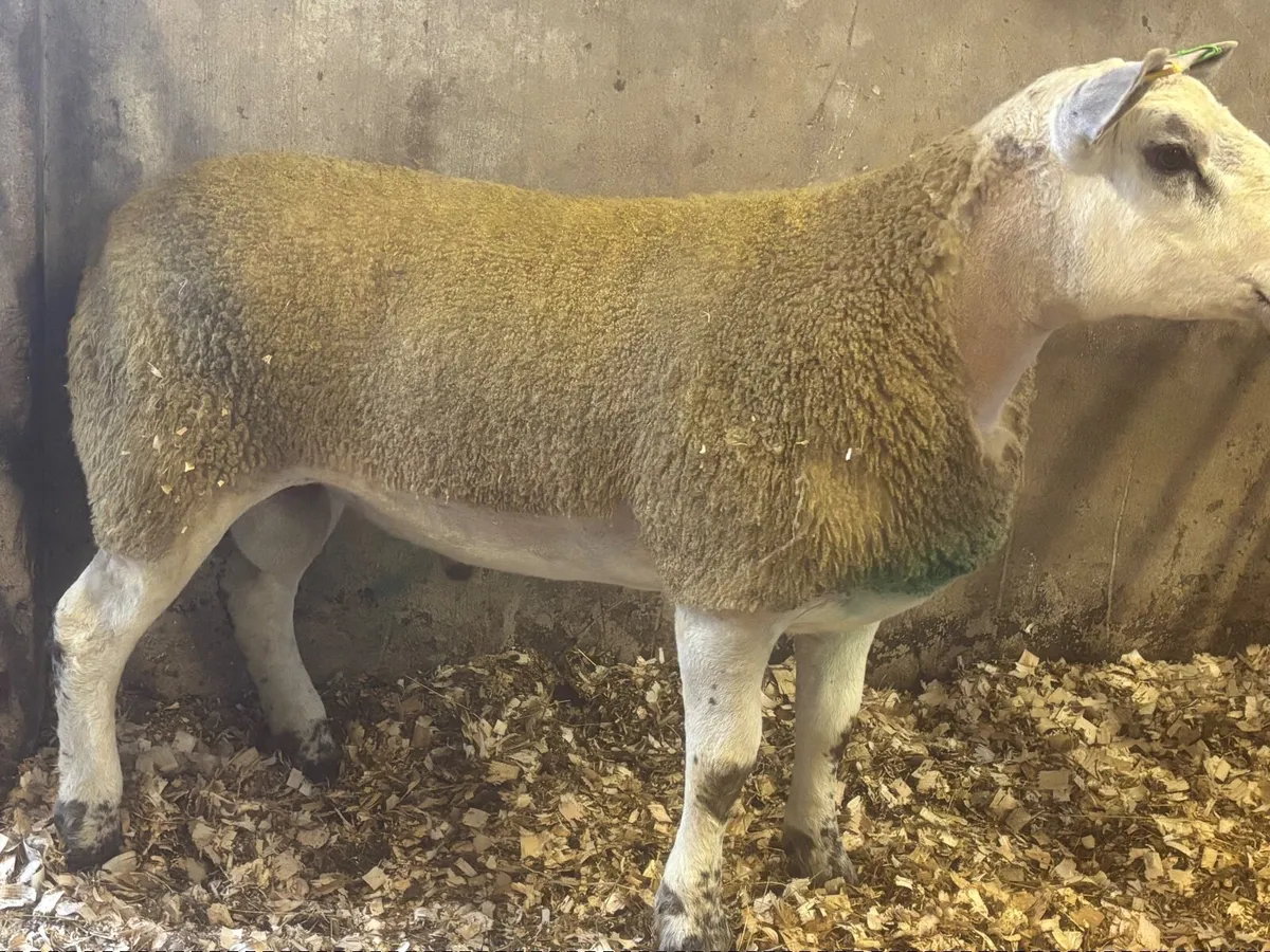 Ram - Image 2