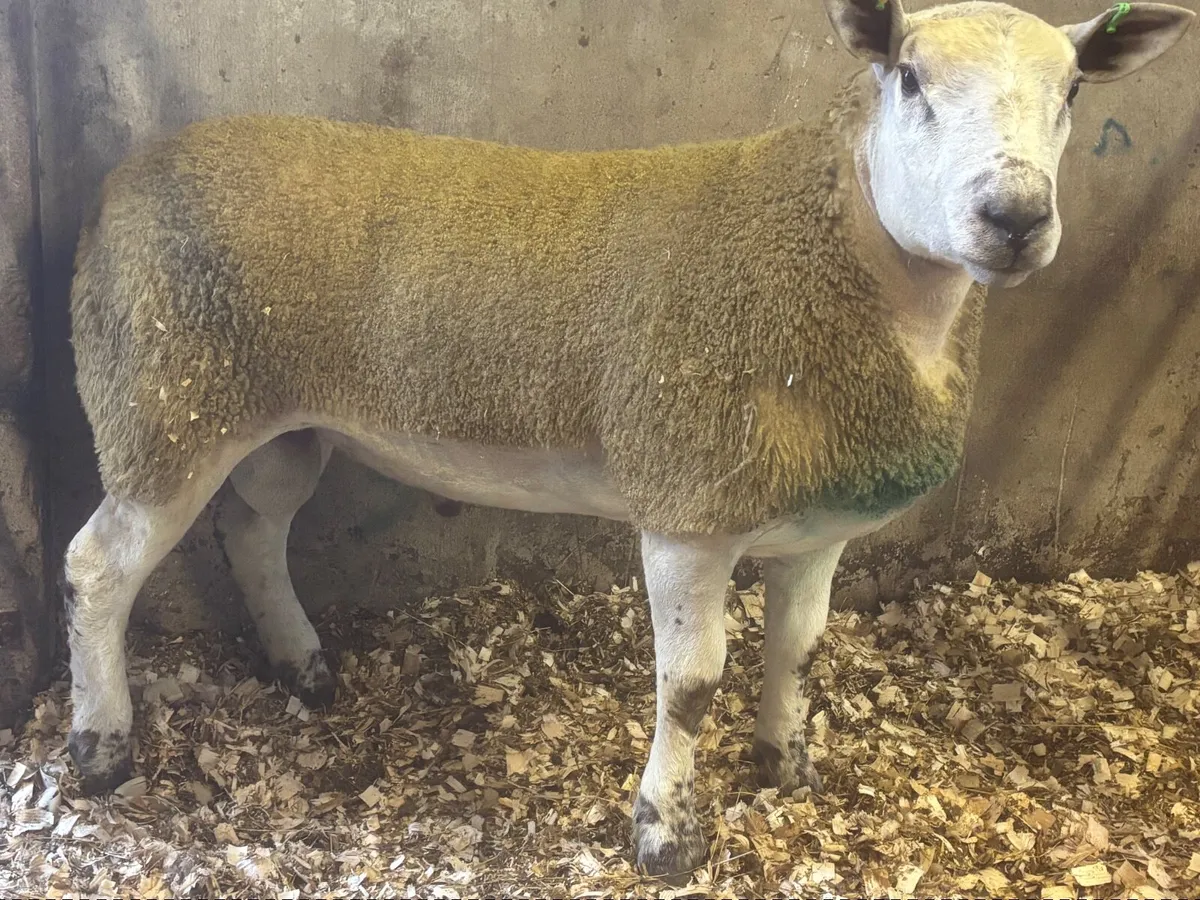 Ram - Image 3