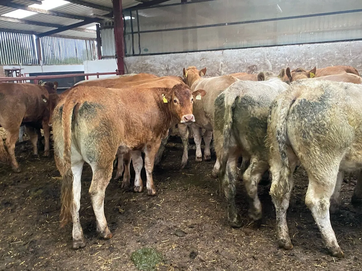 500Kg Charolais And Limousin Heifers - Image 1