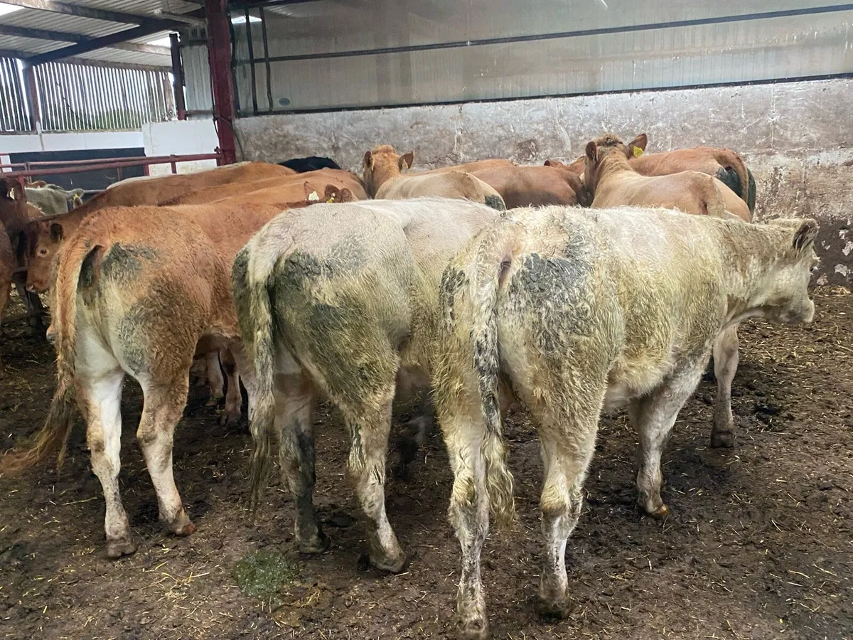 500Kg Charolais And Limousin Heifers - Image 4