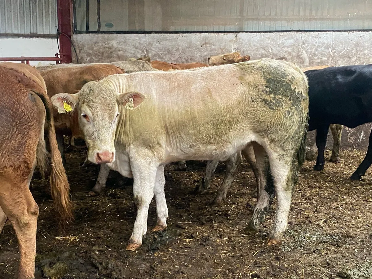 500Kg Charolais And Limousin Heifers - Image 2
