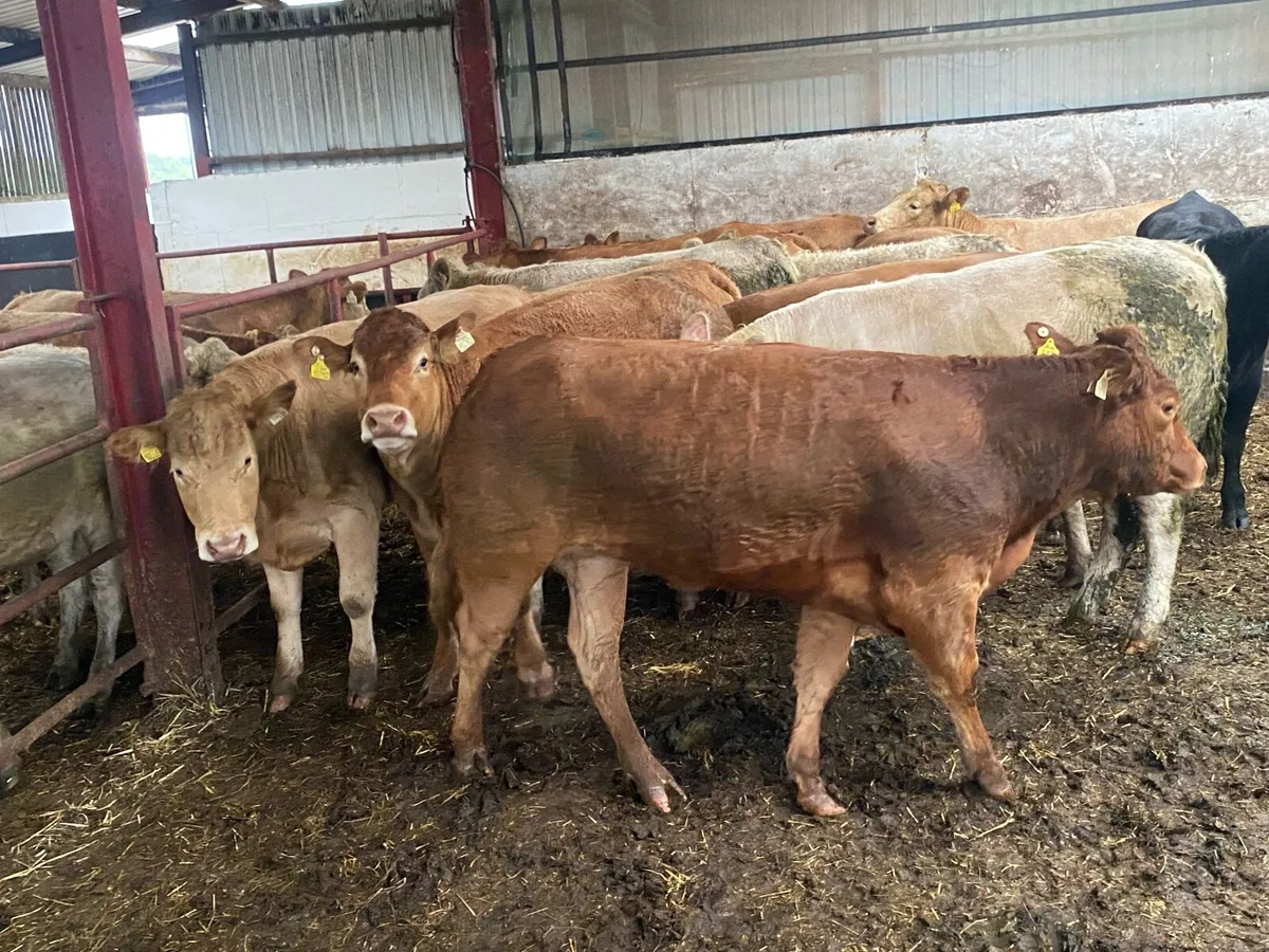 500Kg Charolais And Limousin Heifers - Image 3