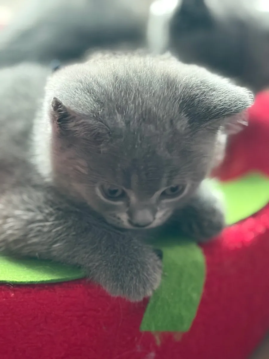 Kitten - Image 2