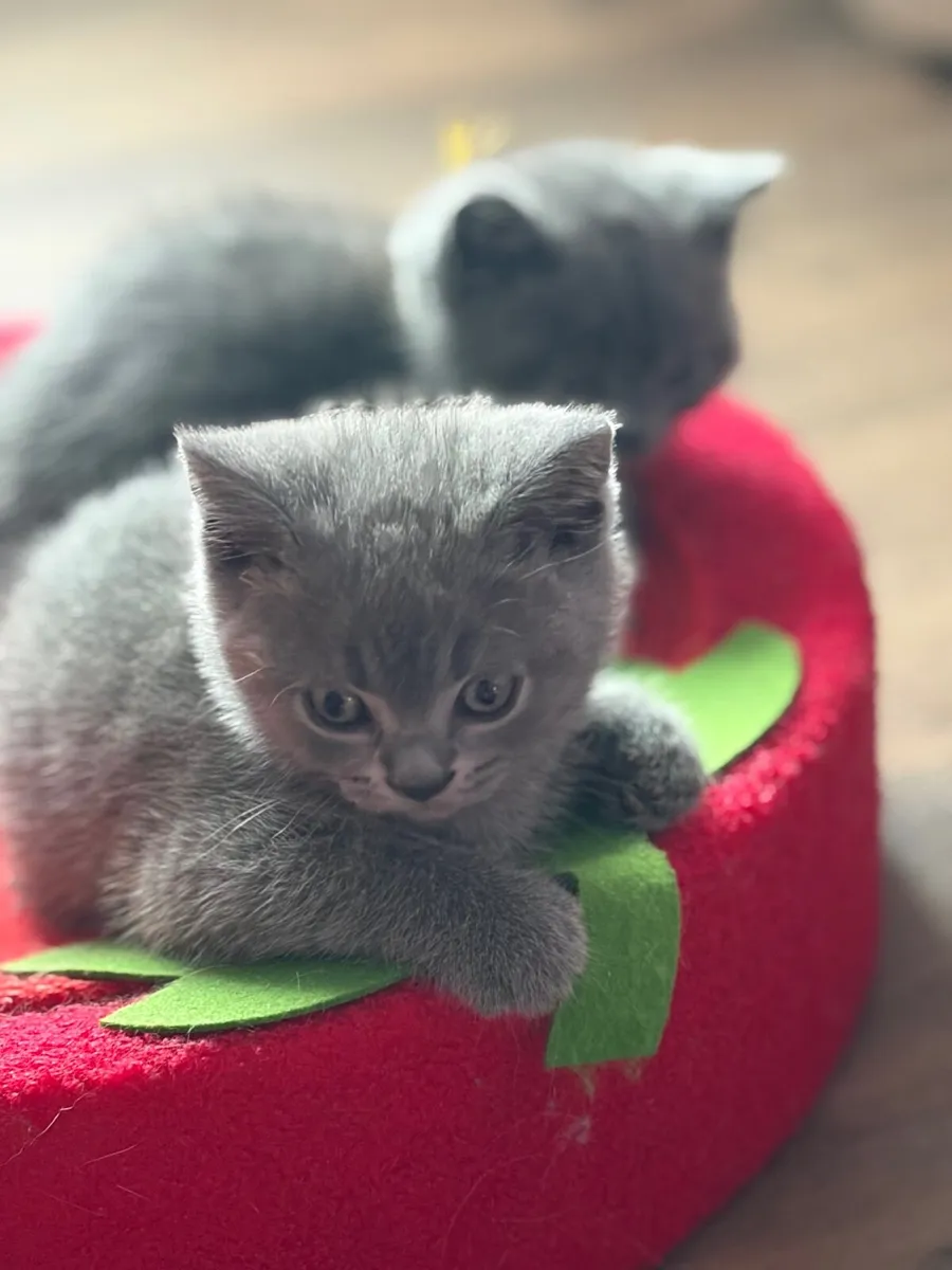 Kitten - Image 3