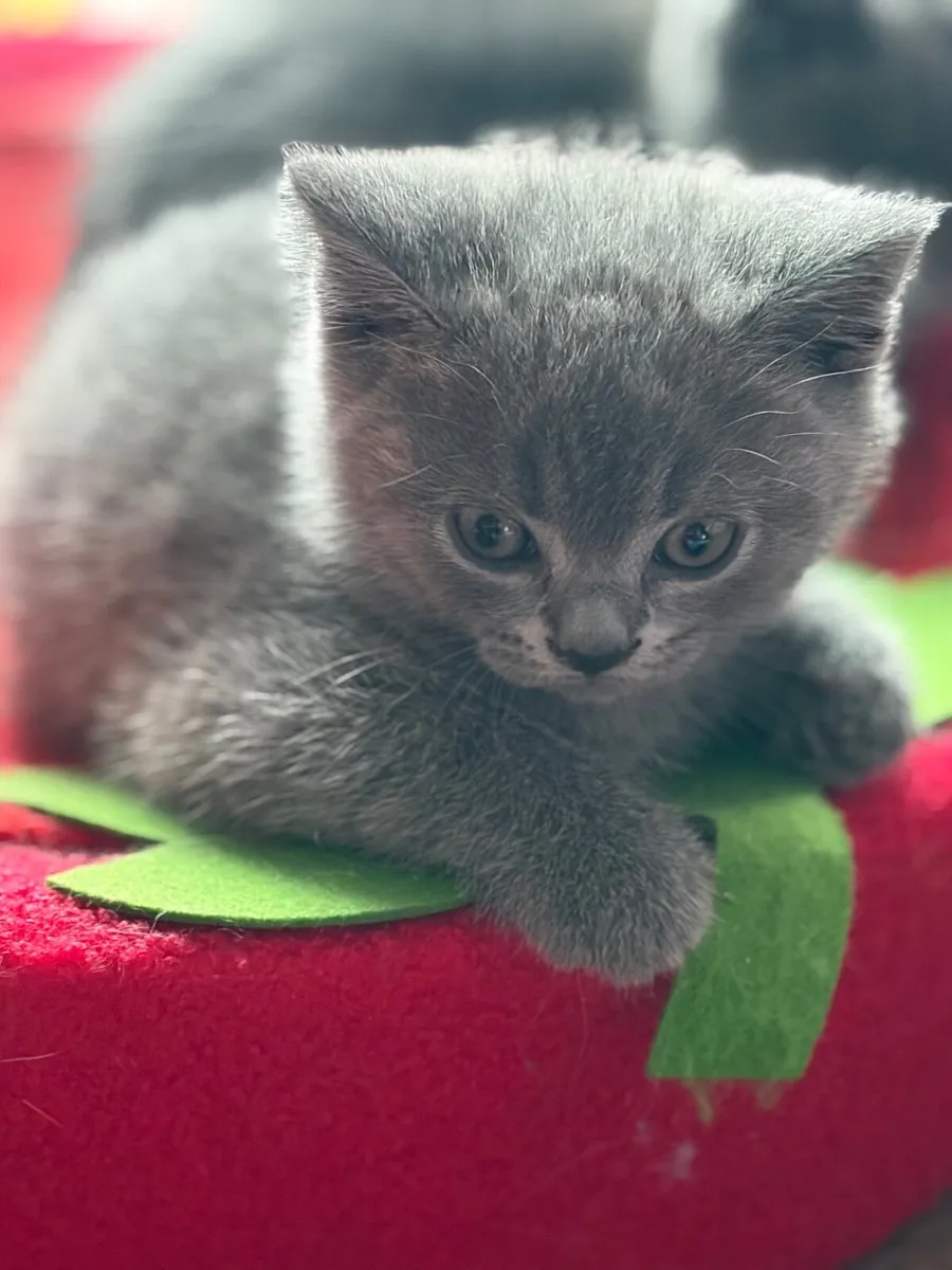 Kitten - Image 1