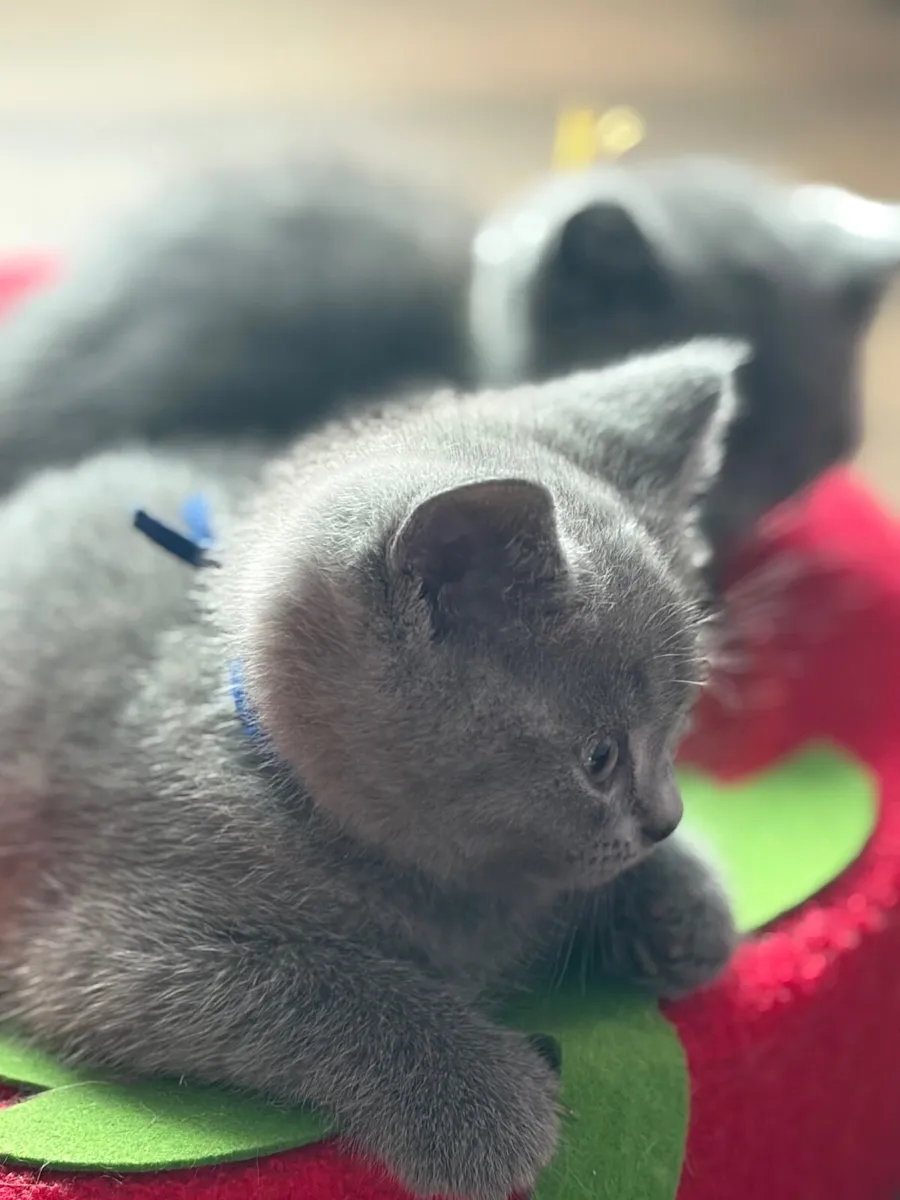 Kitten - Image 4
