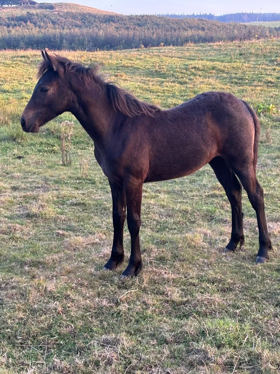 Connemara foals - Image 2