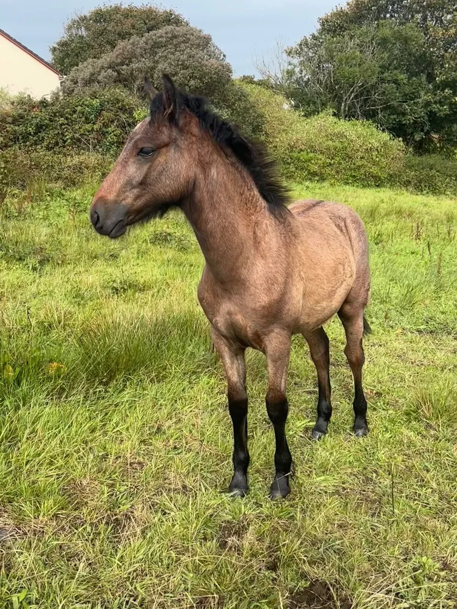 Connemara foals - Image 3
