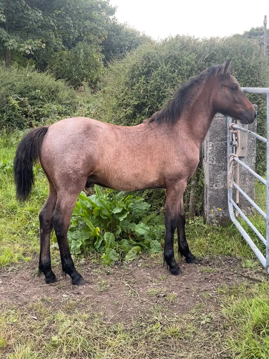 Connemara foals - Image 1