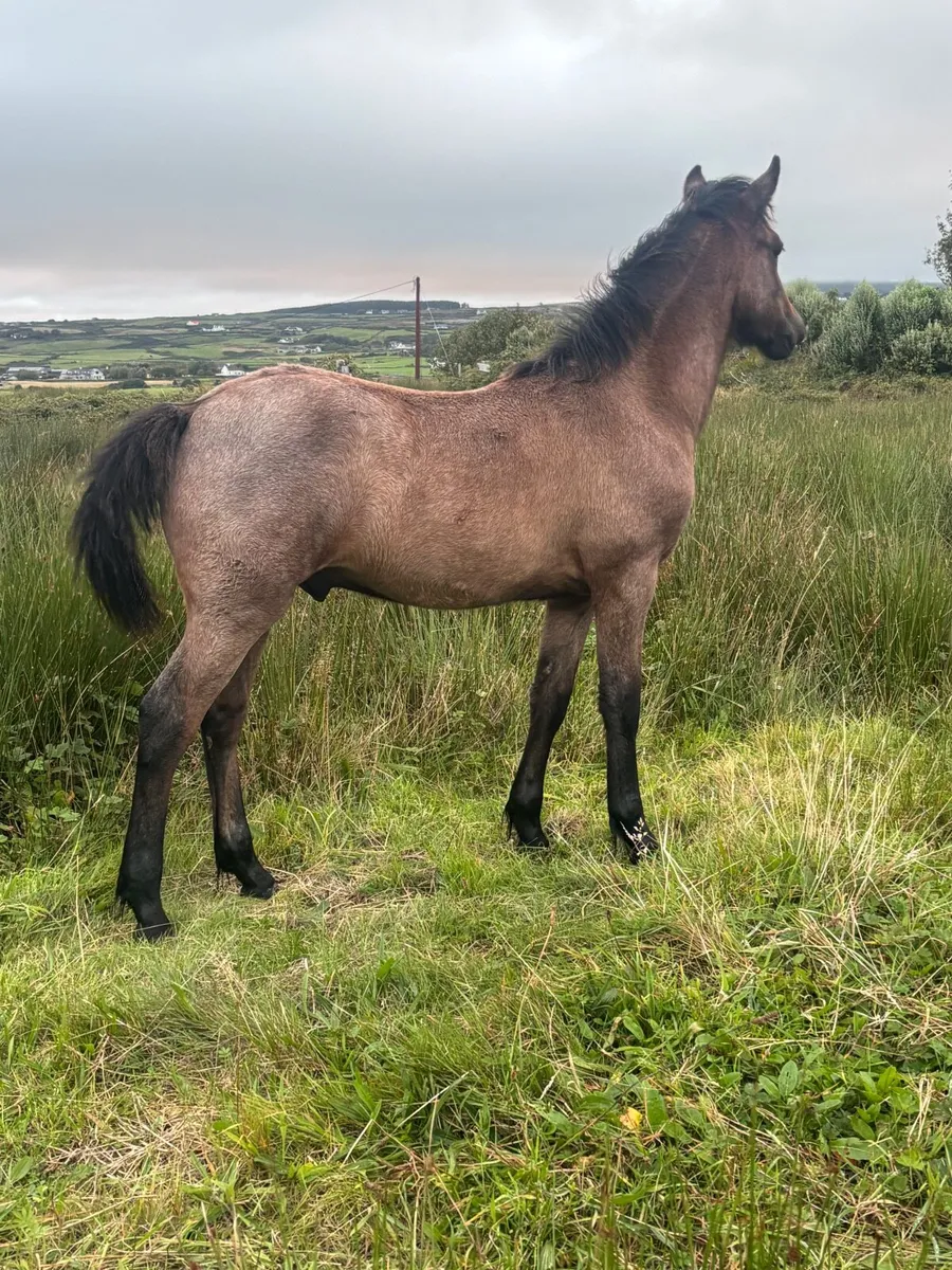 Connemara foals - Image 4