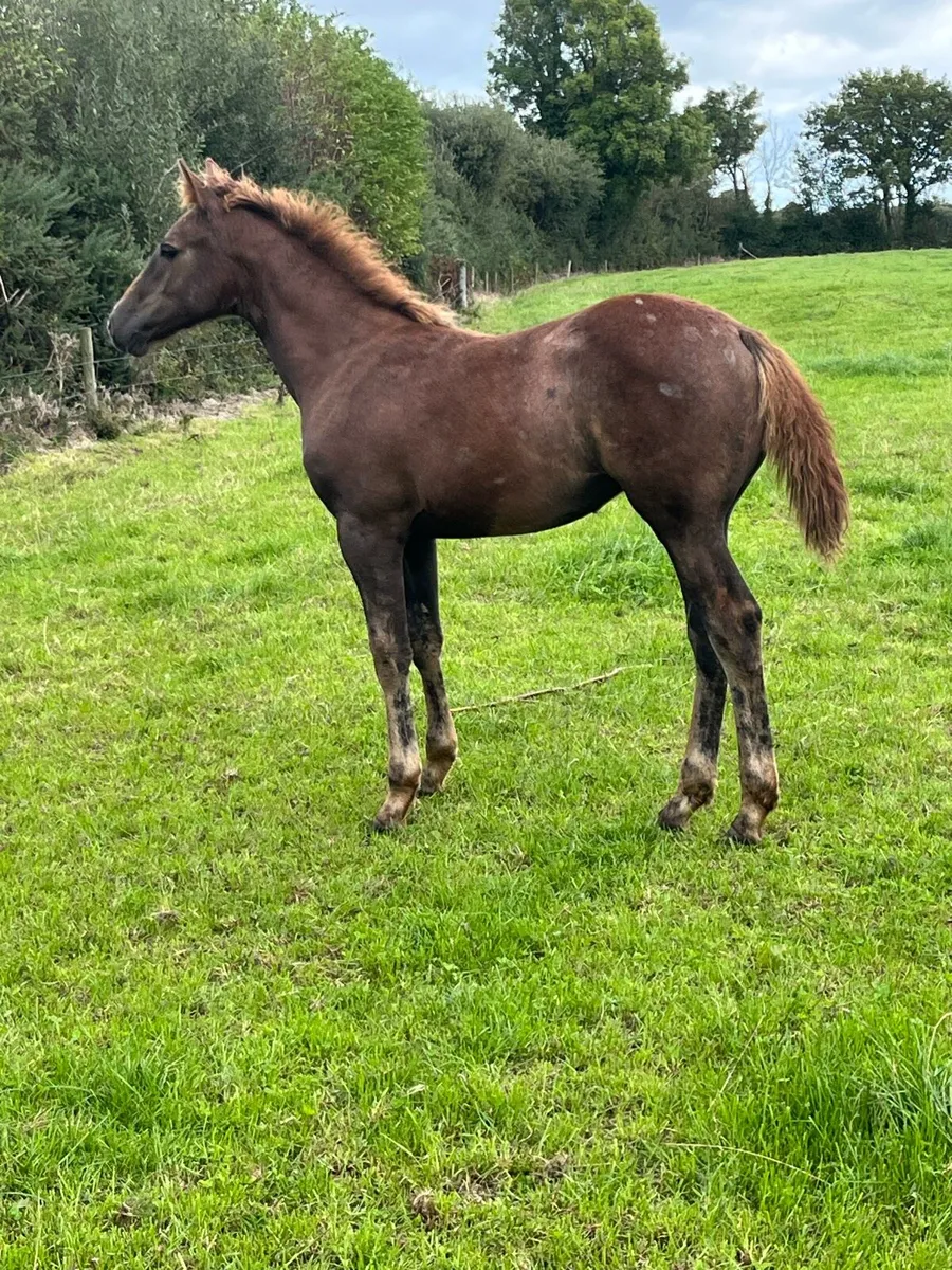 Irish Draught Filly Foal