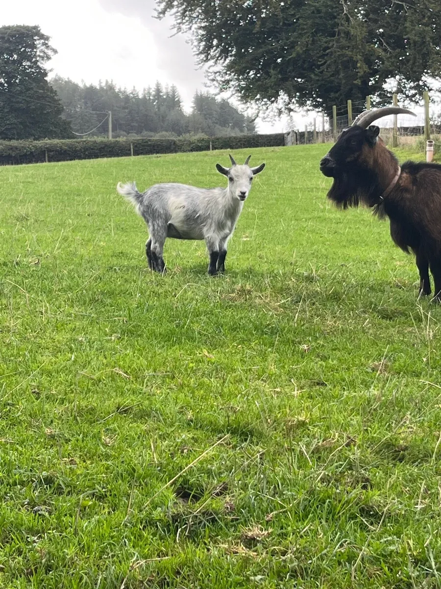 Pigmy goat females - Image 1