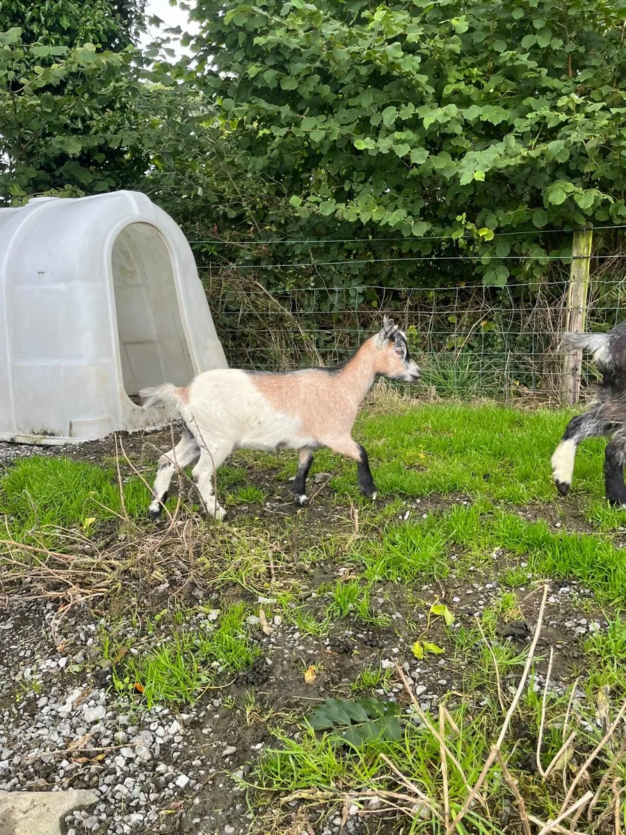 Pigmy goat females - Image 3