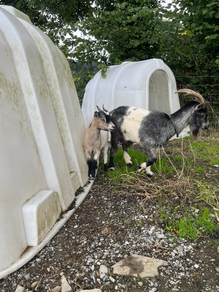 Pigmy goat females - Image 4
