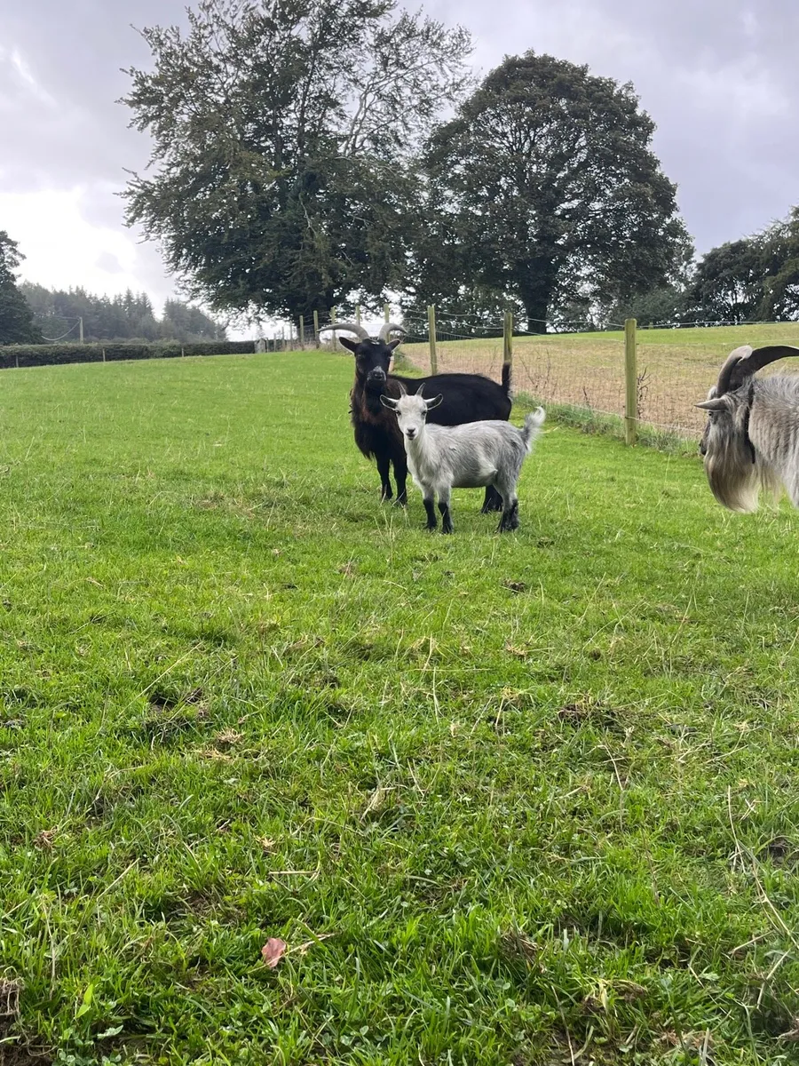Pigmy goat females - Image 2
