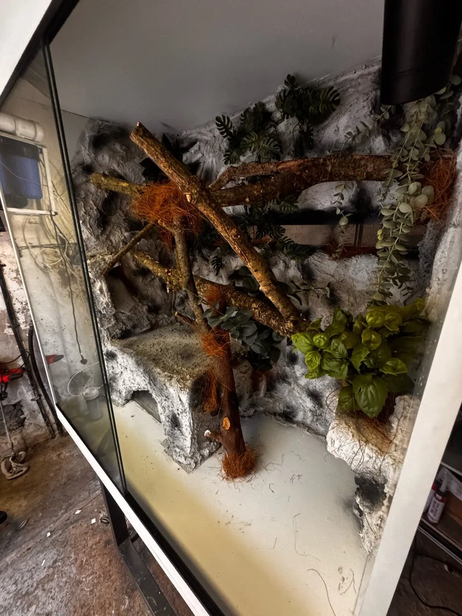 Ball python enclosure - Image 2