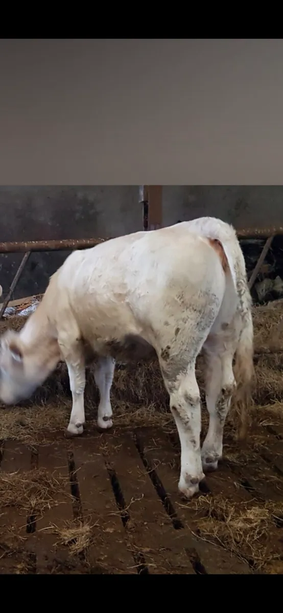 5 STARS MESSMER CH BULL,HAS PEDIGREE HERD INCALF. - Image 4