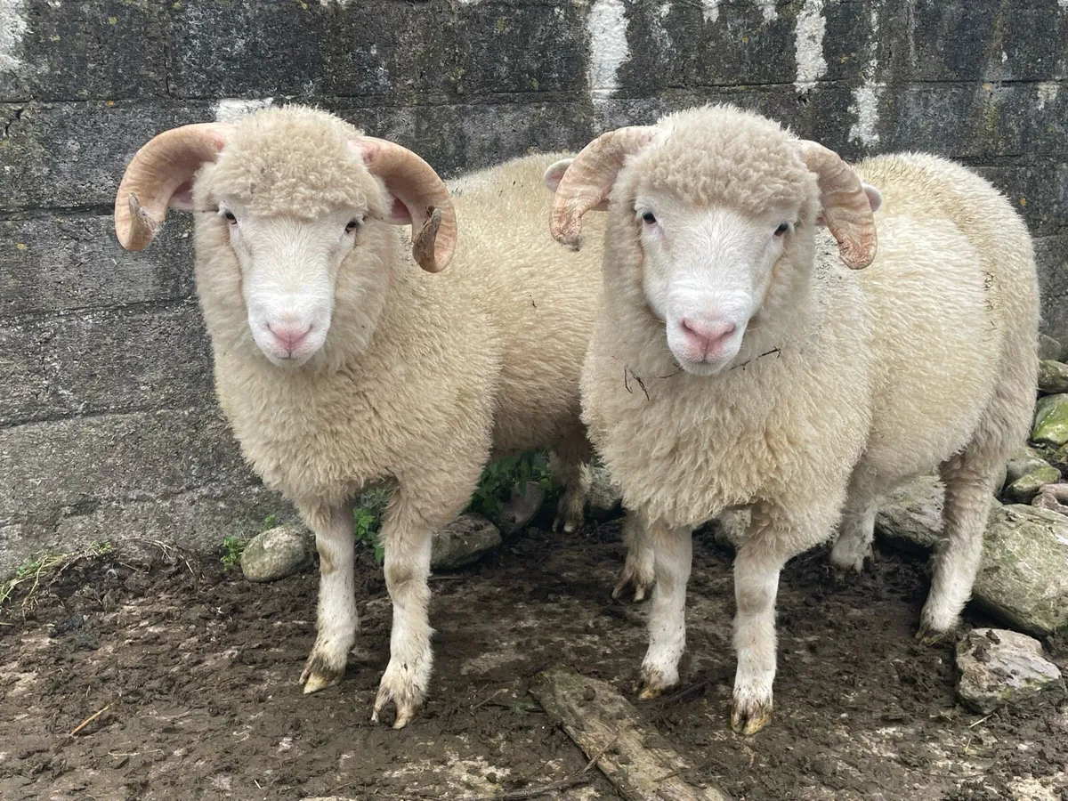 Dorset Horn Ram Lambs - Image 1