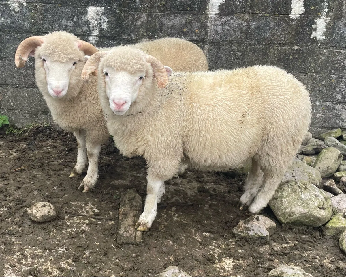 Dorset Horn Ram Lambs - Image 2