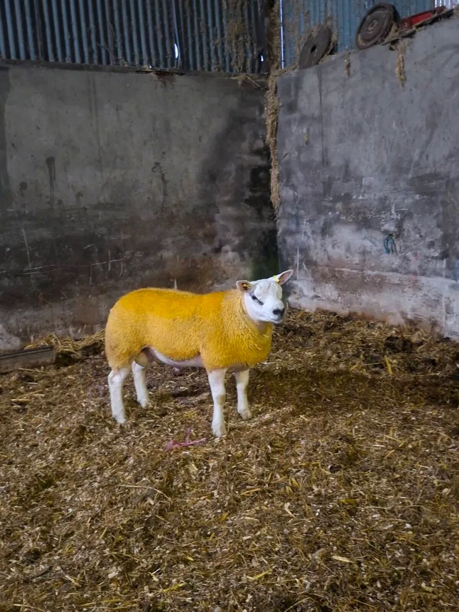 PURE BREED TEXEL RAM LAMB - Image 1