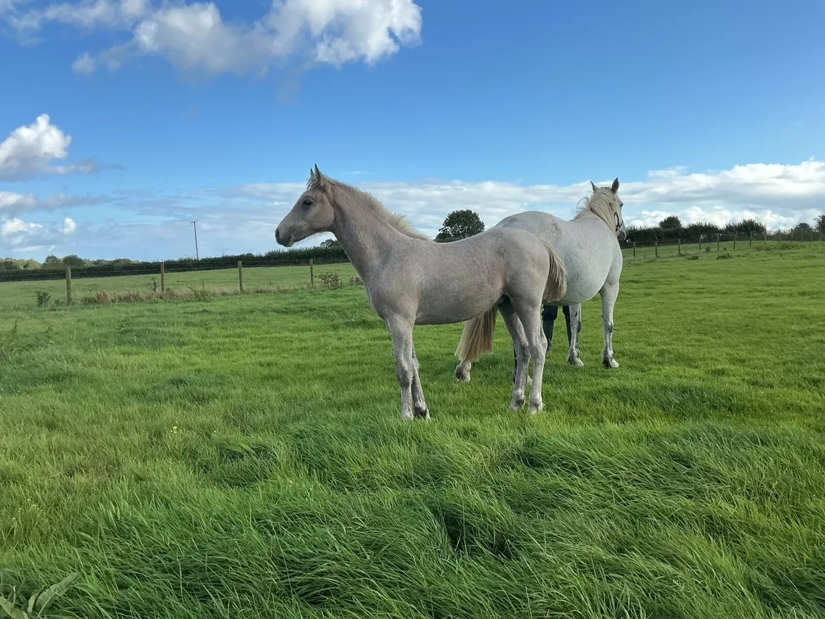 Connemara foal - Image 3