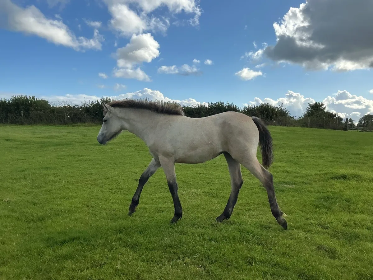 Connemara foal - Image 4