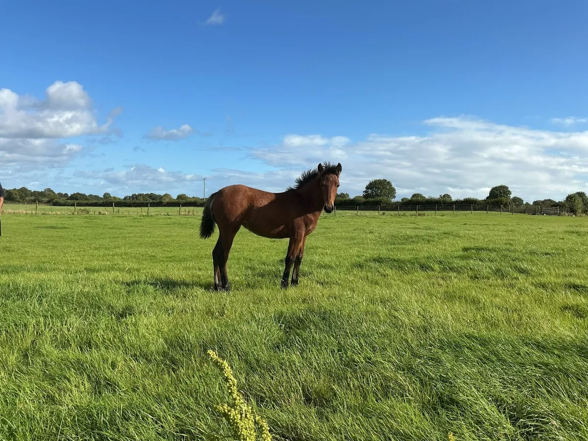 Connemara foal - Image 2