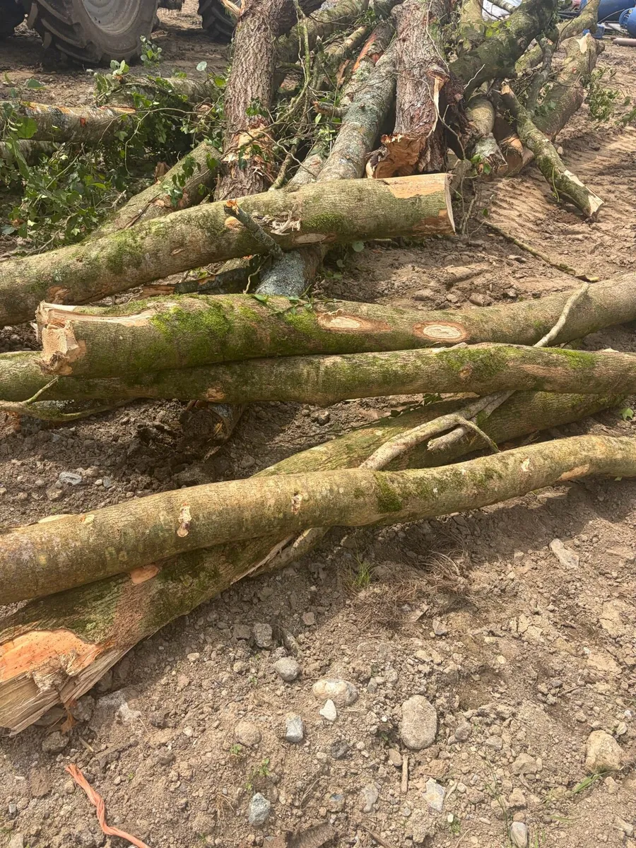 Firewood - Image 3