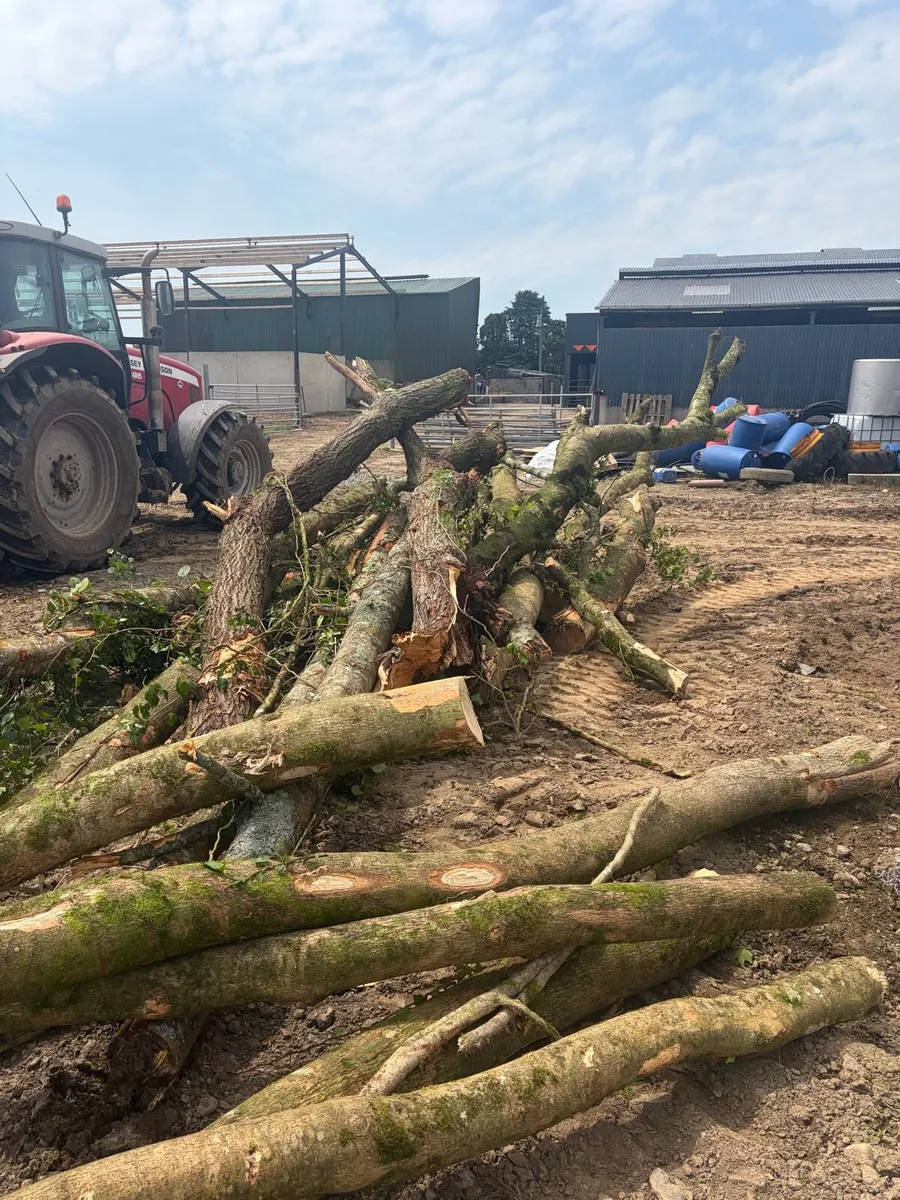 Firewood - Image 4