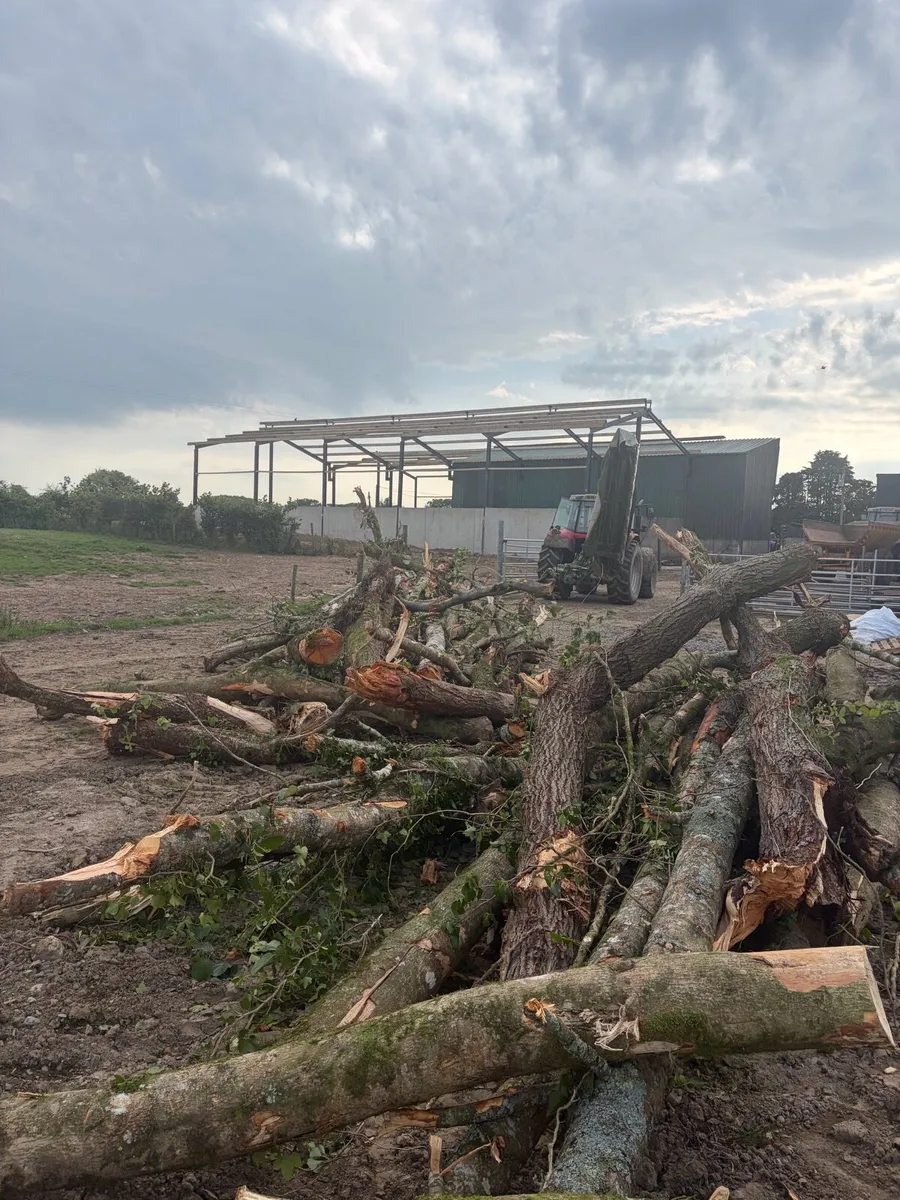 Firewood - Image 1