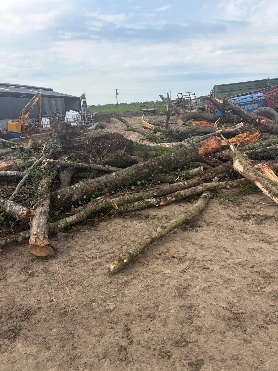 Firewood - Image 2