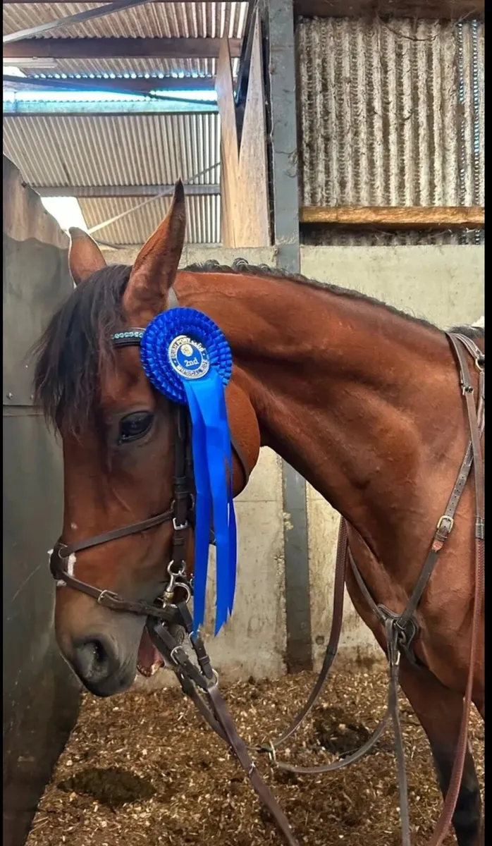 🌟Talented 15h Jumping Prospect - Image 3