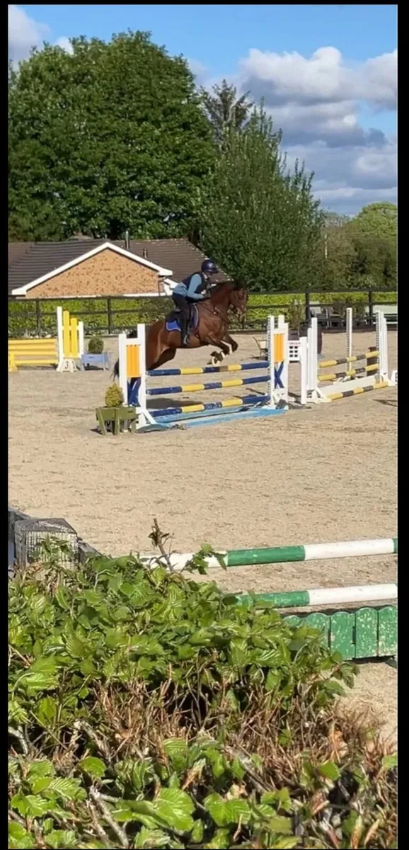 🌟Talented 15h Jumping Prospect - Image 4