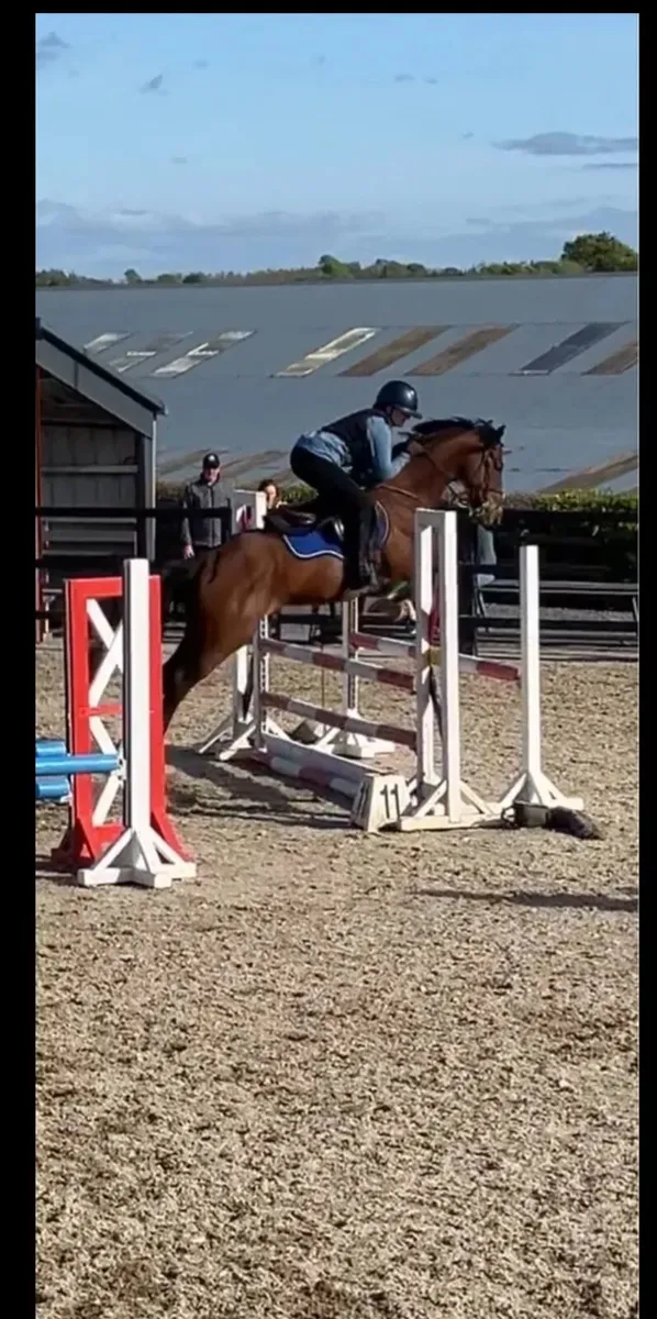 🌟Talented 15h Jumping Prospect - Image 1