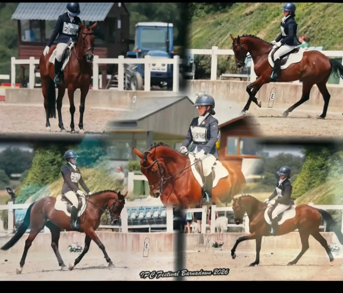 Beautiful Bay Gelding All-Rounder - Image 1
