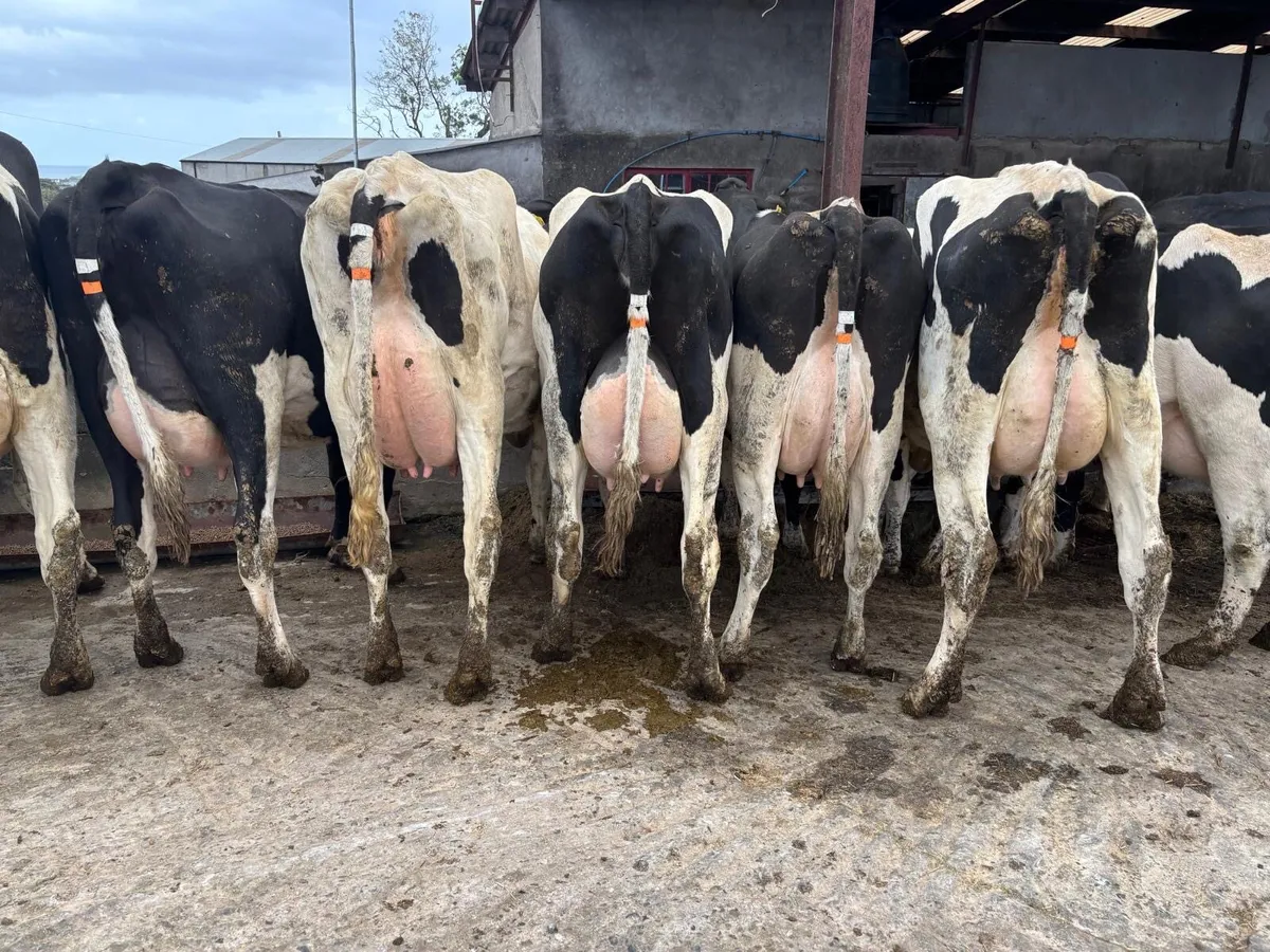20 freshly calved strong holstein heifers - Image 1