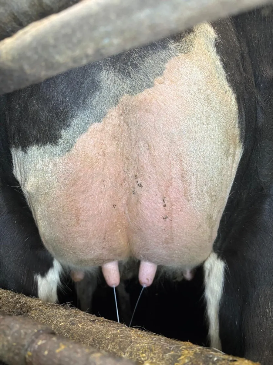 20 freshly calved strong holstein heifers - Image 2