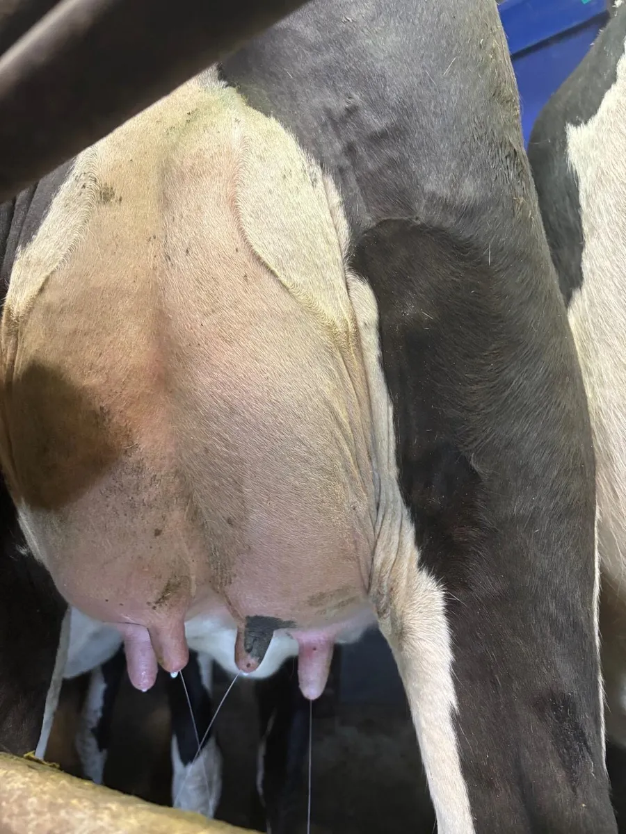 20 freshly calved strong holstein heifers - Image 3