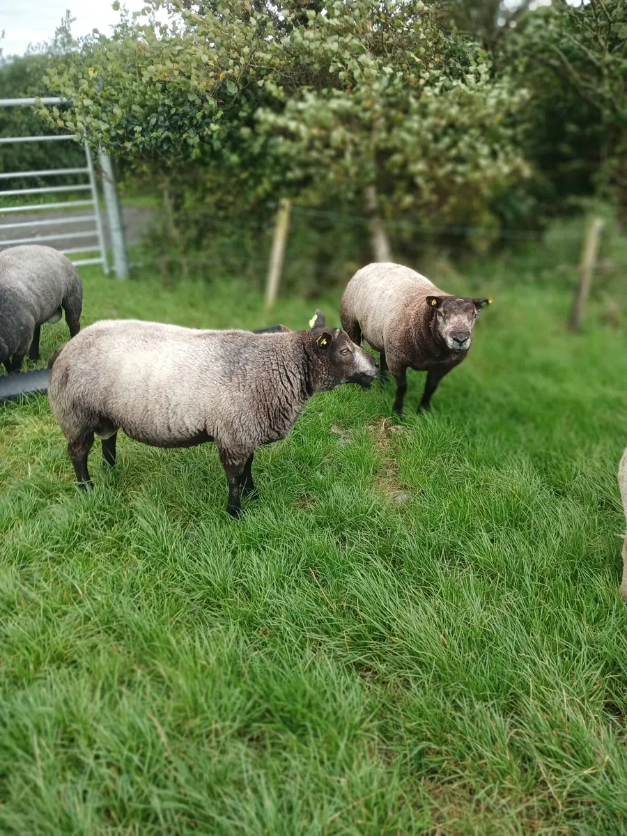 Sheep - Image 1
