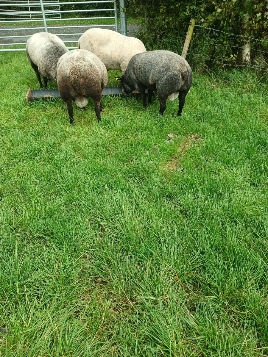 Sheep - Image 2