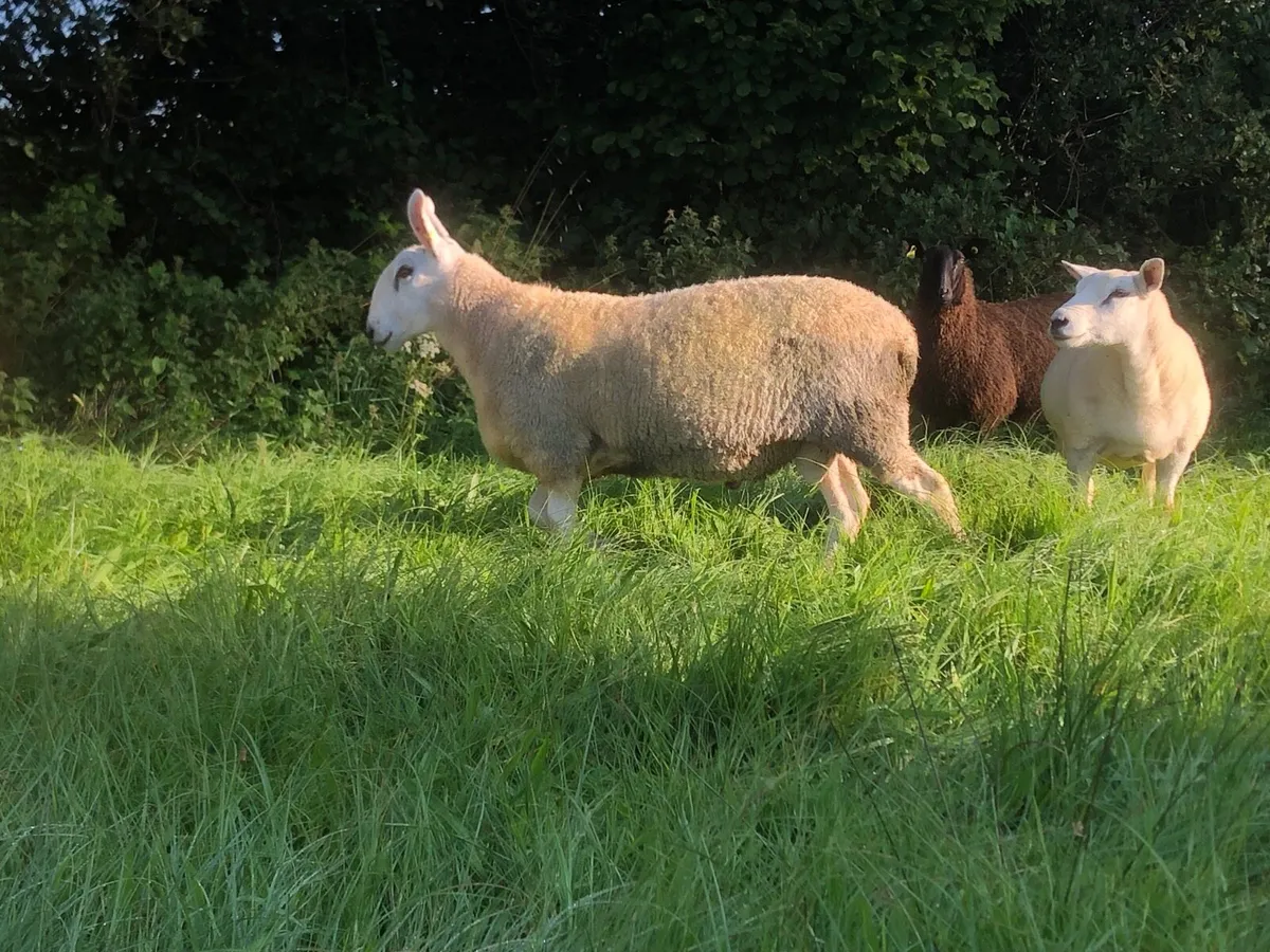 Border Leicester hoggets - Image 4