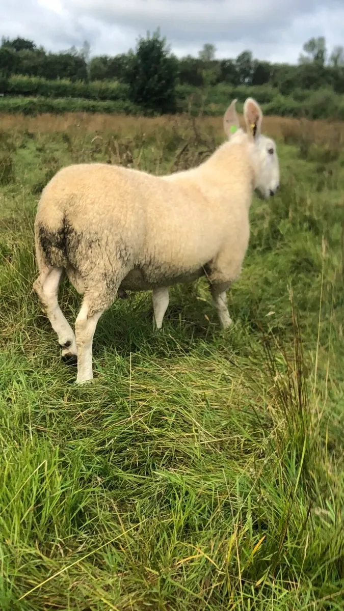 Border Leicester hoggets - Image 2