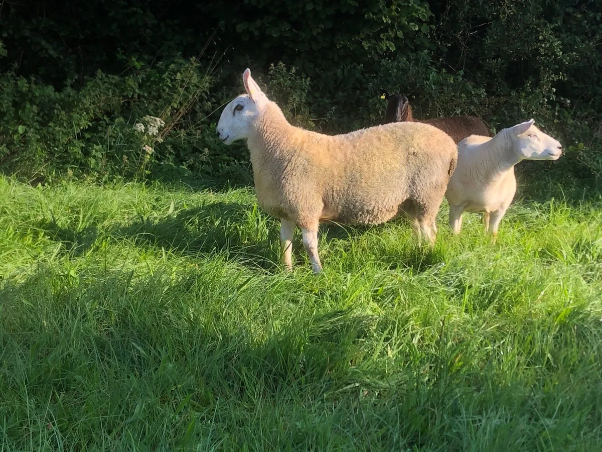 Border Leicester hoggets - Image 3