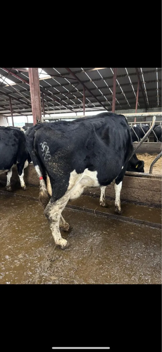 ‼️Tb Restricted Cattle Wanted ‼️ - Image 2