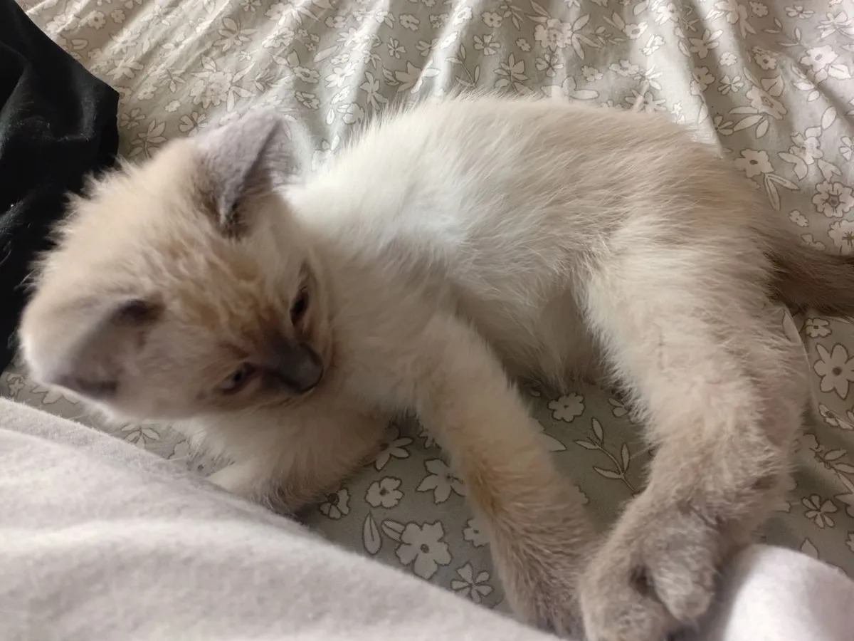 kittens Available now**13weeks. - Image 2