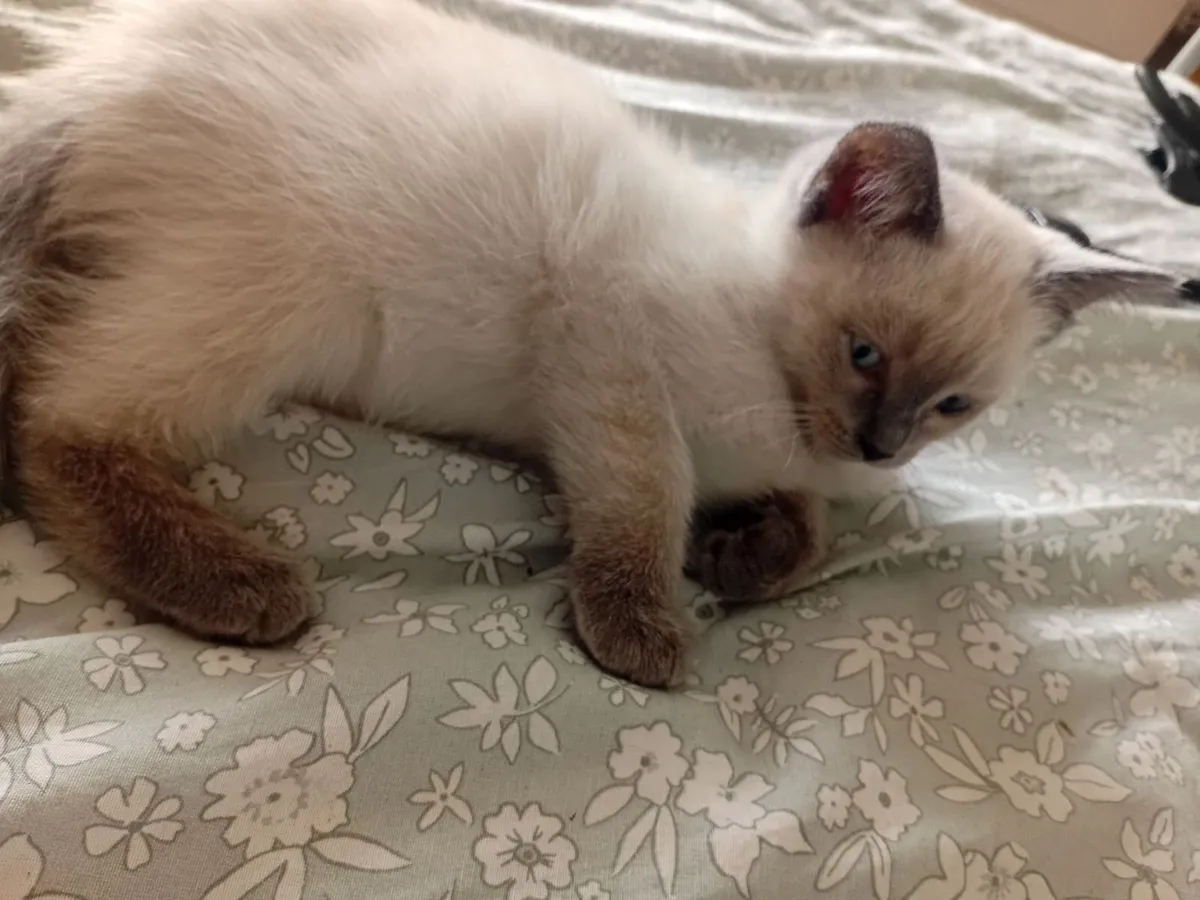 kittens Available now**13weeks. - Image 3