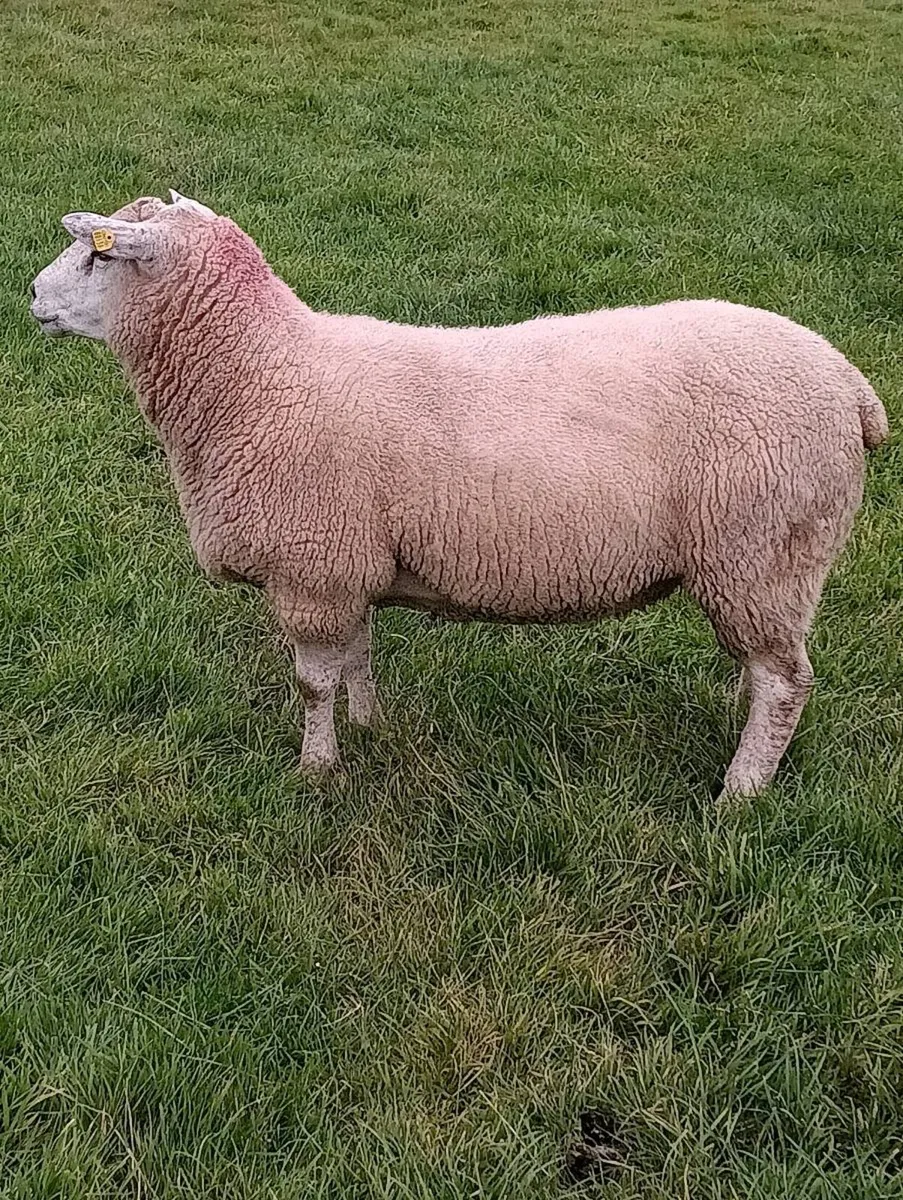 Belclare Hogget ram - Image 3